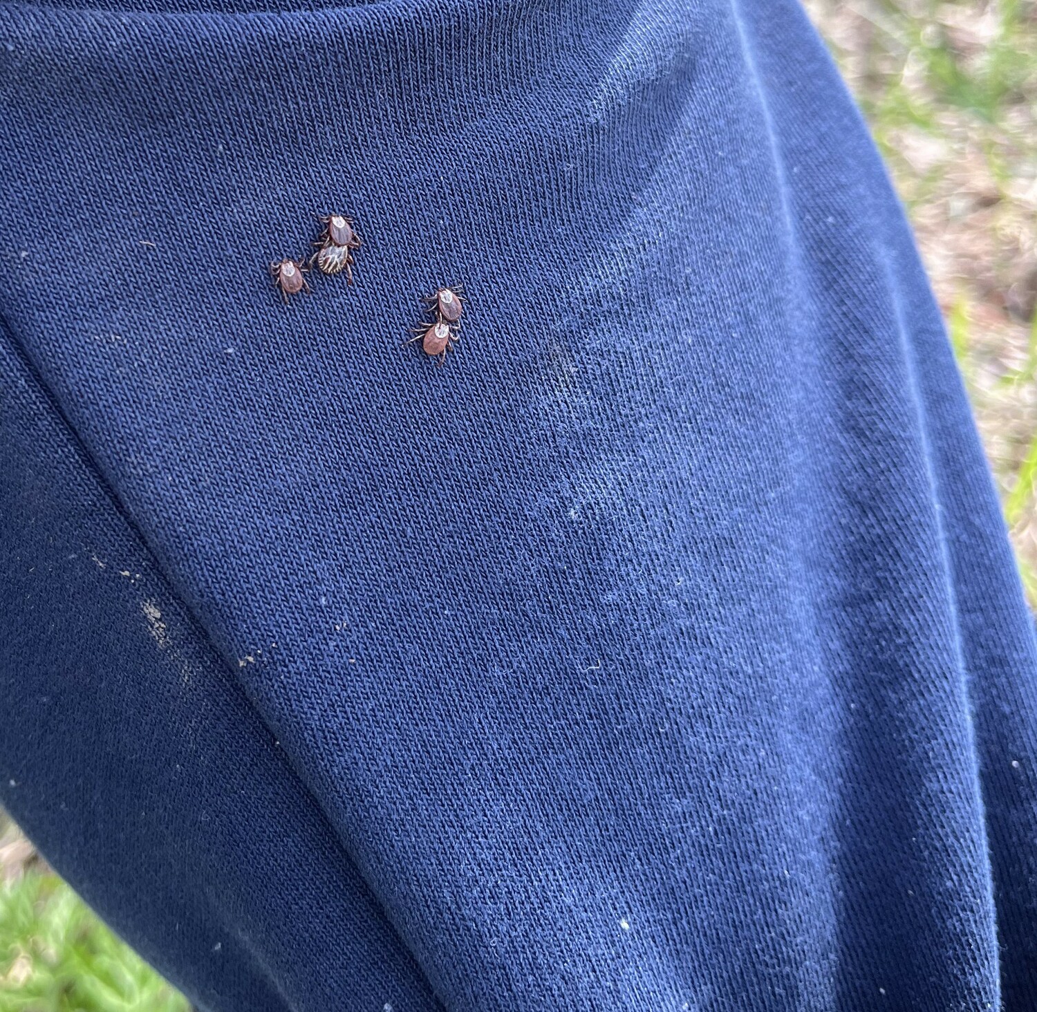 Обработка участка от клещей